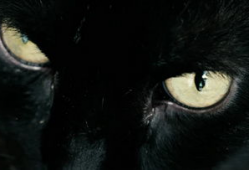 黑猫视频,揭秘网络世界的神秘面纱